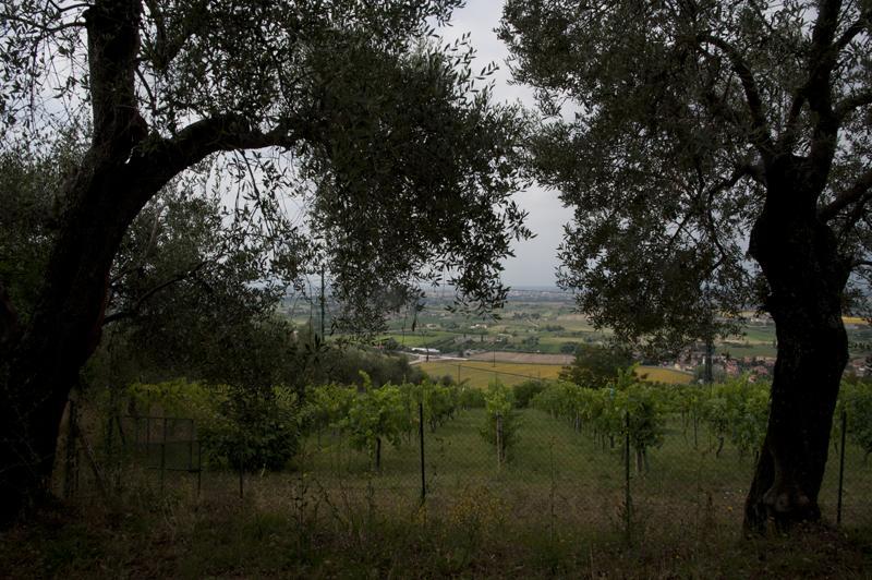Agriturismo La Grotta San Giuliano Terme Bagian luar foto